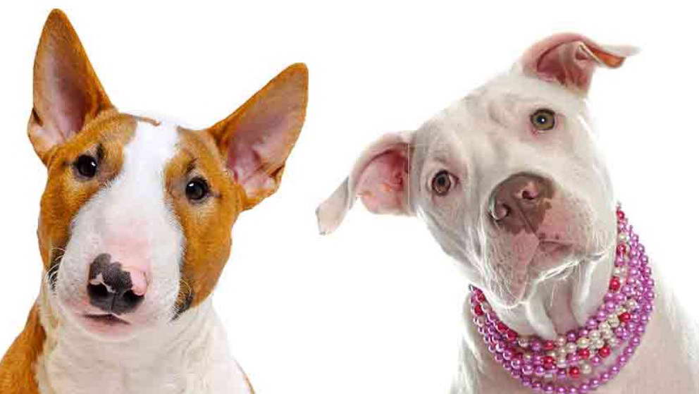 Gull Terrier Vs Pitbull