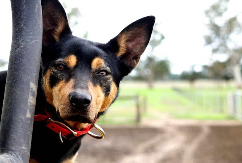 Kelpie Cross Terrier