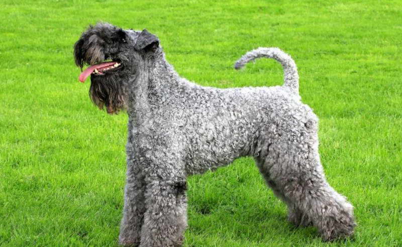 Kerry Blue Terrier Club Of England