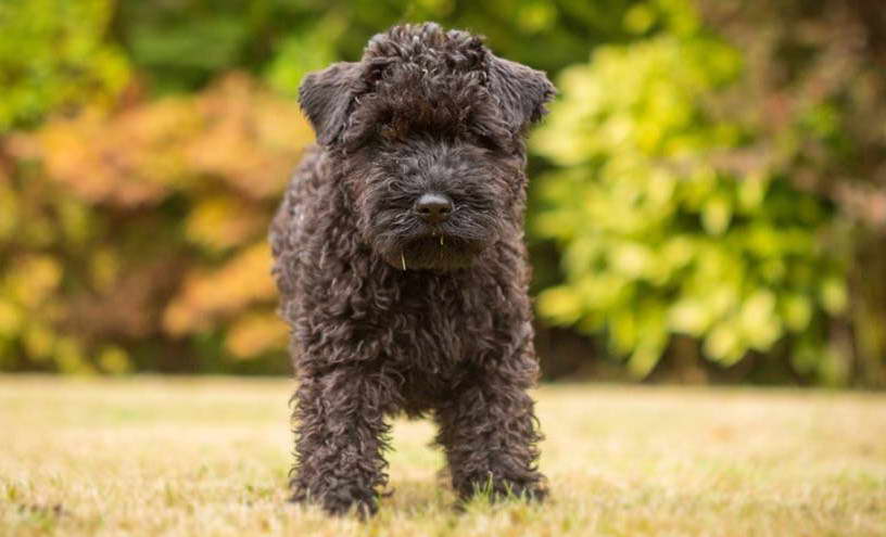 Kerry Blue Terrier For Sale Scotland