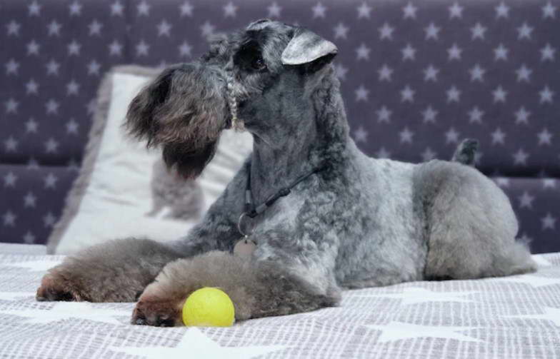 Kerry Blue Terrier Grooming