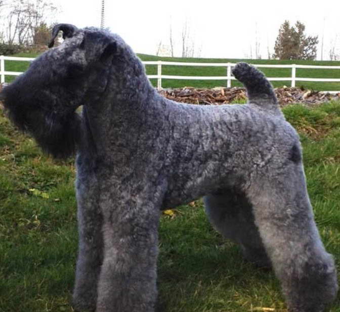 Kerry Blue Terrier Hypoallergenic