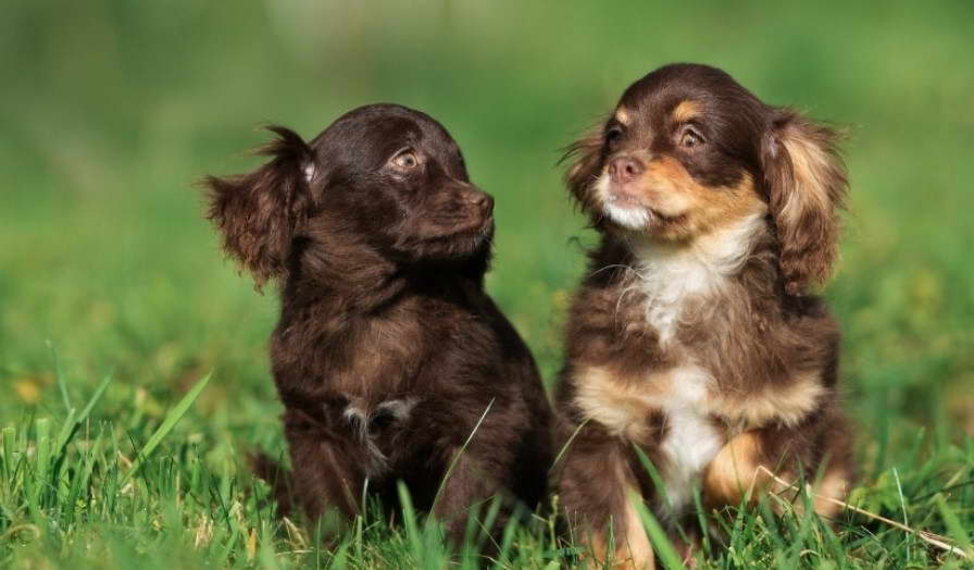 King Charles Cavalier X Fox Terrier