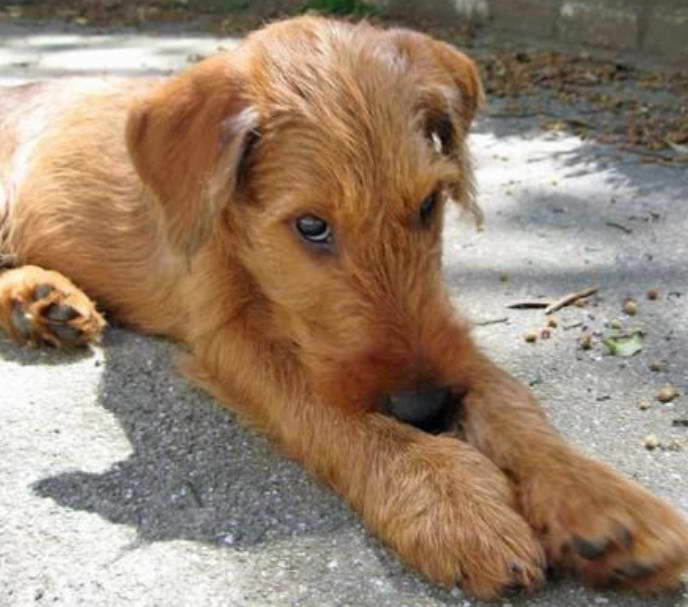 Labrador Irish Terrier Mix