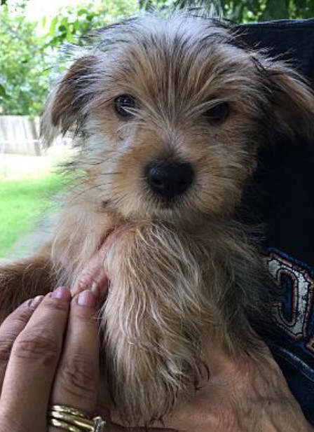 lakeland terrier cross yorkie