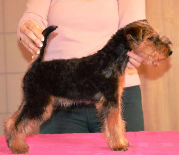 Lakeland Terrier Puppies For Sale Scotland