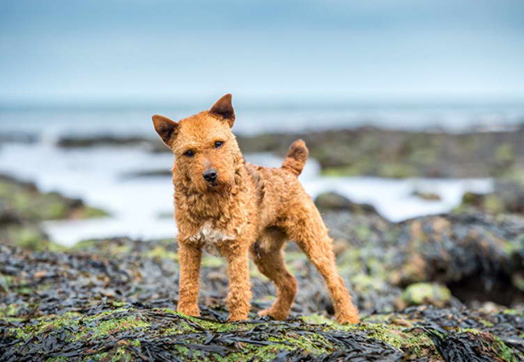 Lakeland X Border Terrier For Sale