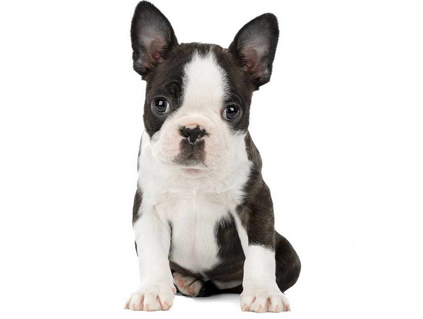 Large Boston Terrier Puppies