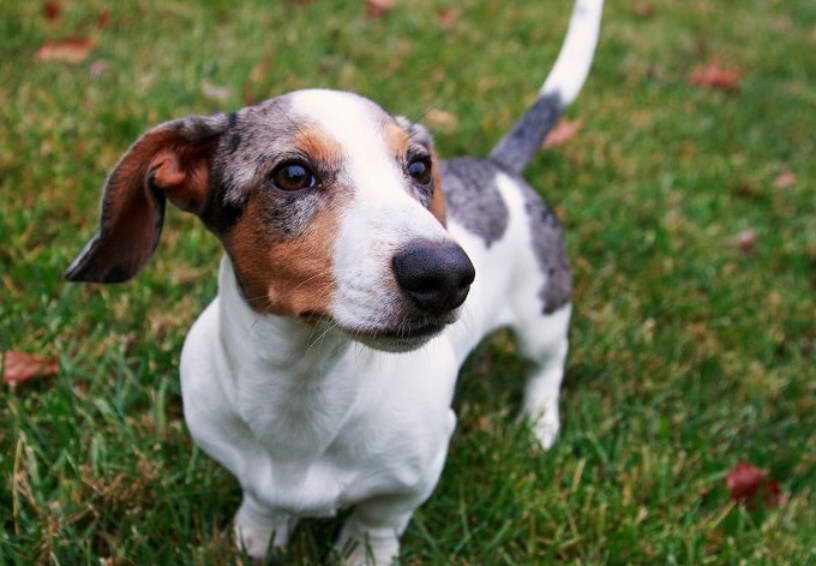 Large Jack Russell Terrier Mix