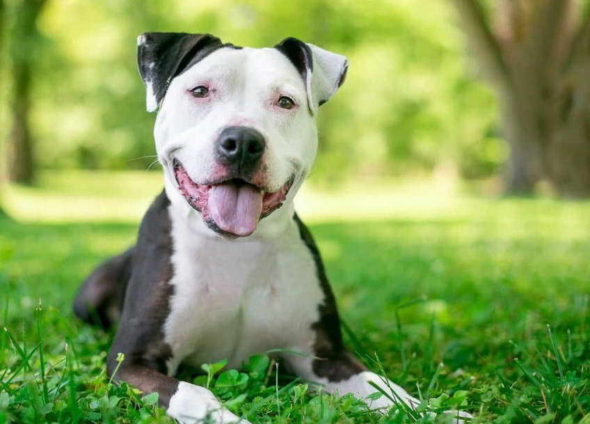 Life Span Of Pit Bull Terrier