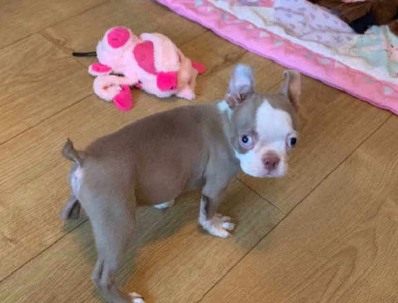 Lilac Boston Terrier Puppies For Sale