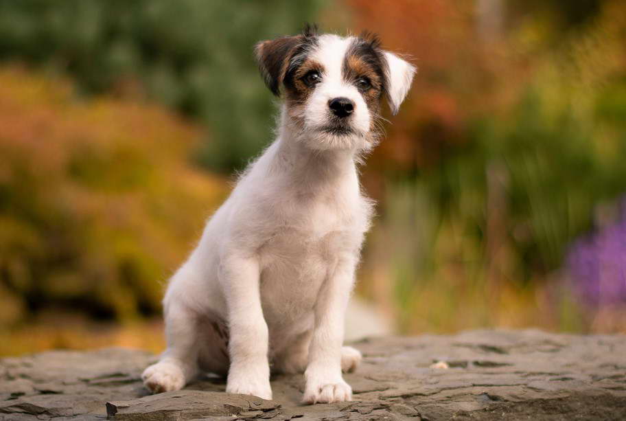 Long Haired Jack Russell Terrier Hypoallergenic