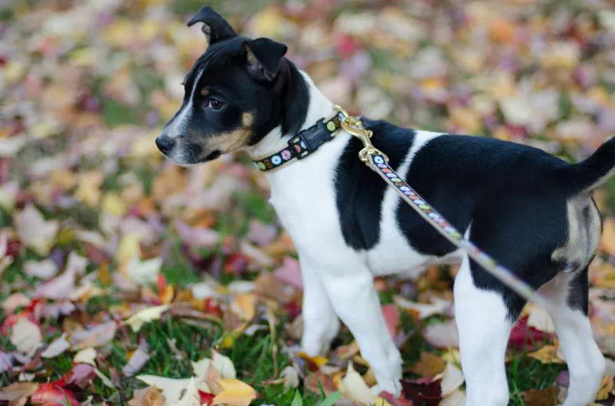 Male Vs Female Rat Terrier