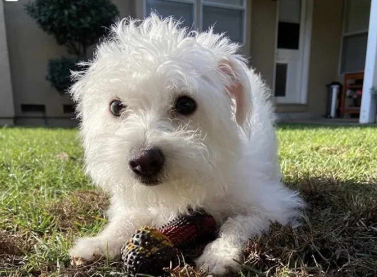 Maltese Bull Terrier Mix