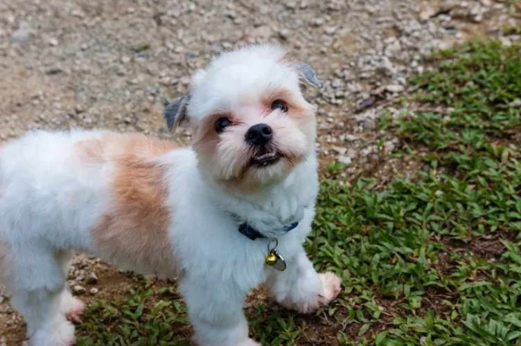 Maltese Shih Tzu x Fox Terrier