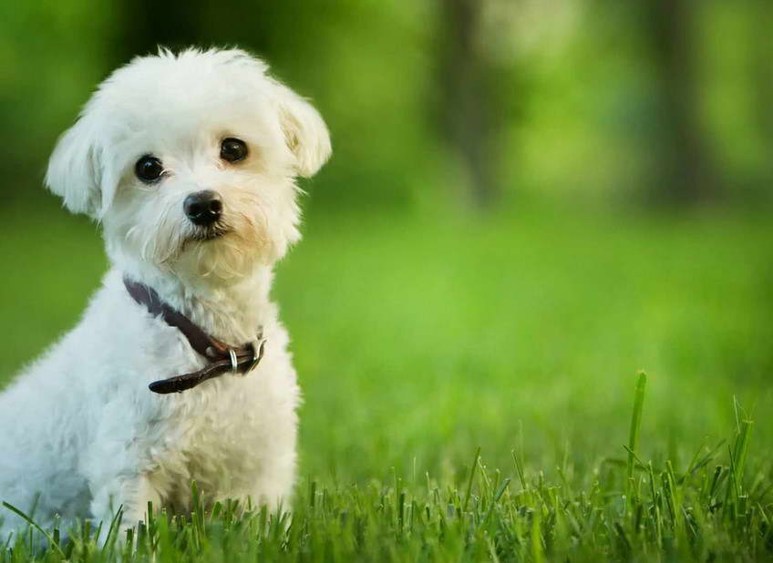 Maltese Terrier Price In Usa