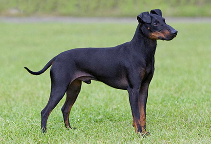 Manchester Terrier Hypoallergenic