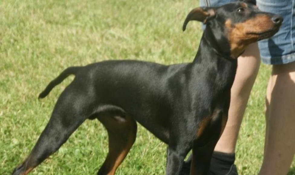 Manchester Terrier Pug Mix