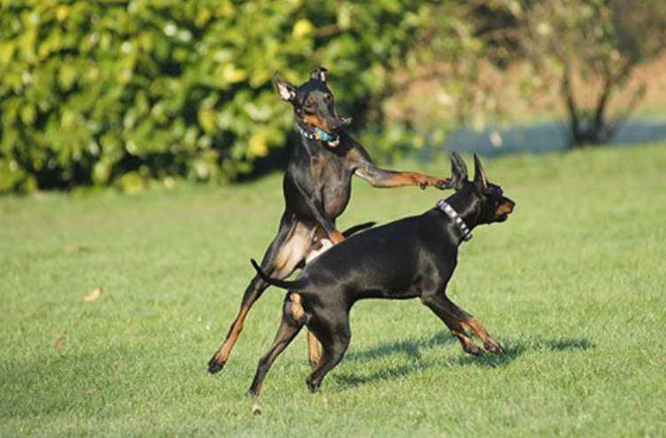 Manchester Terrier Rescue UK