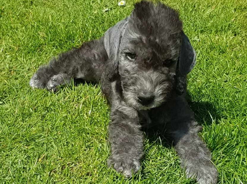 Midland Bedlington Terrier Club