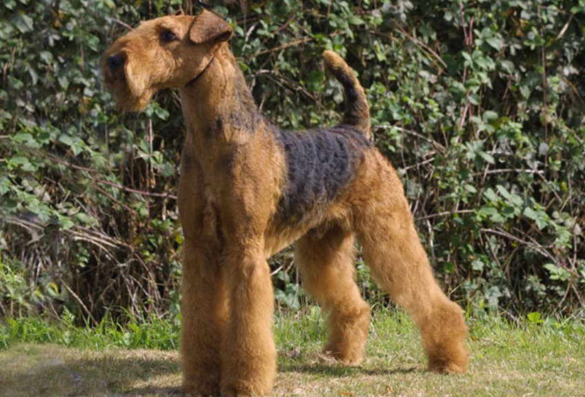 Mini Airedale Terrier For Sale