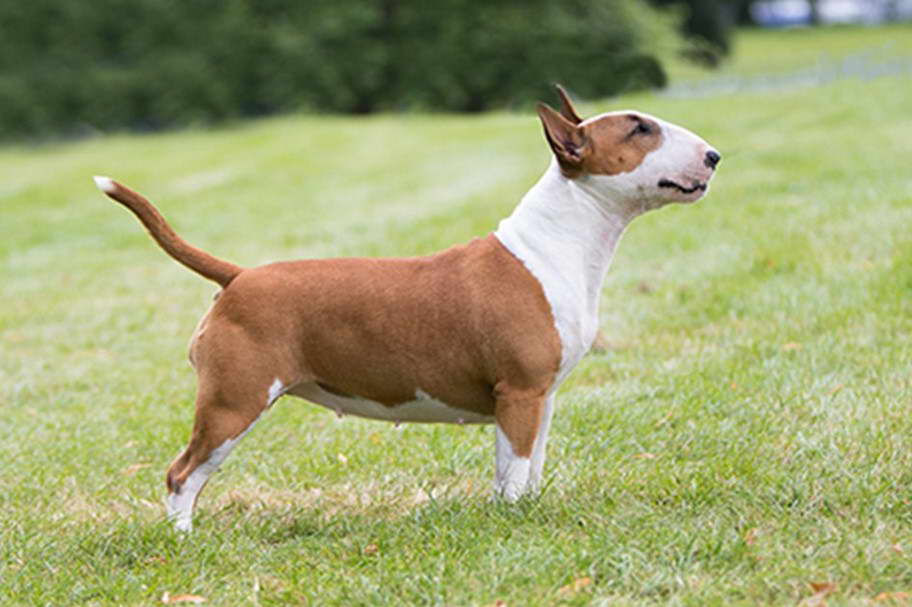 Mini Bull Terrier Pictures