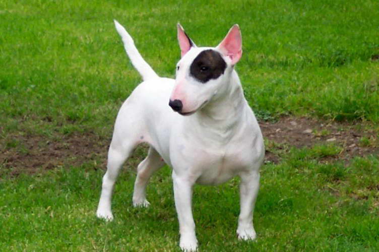 Mini Bull Terrier Puppies For Sale In Florida