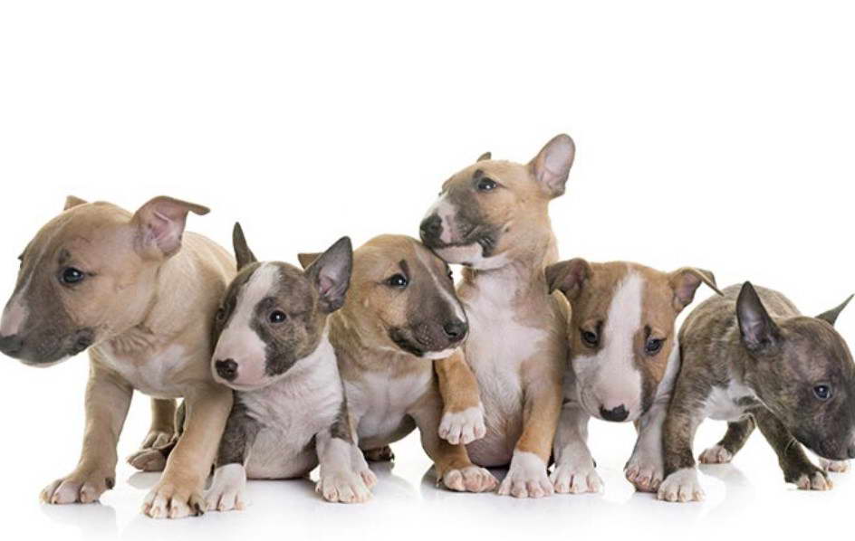 Mini Bull Terrier Puppies For Sale In Texas