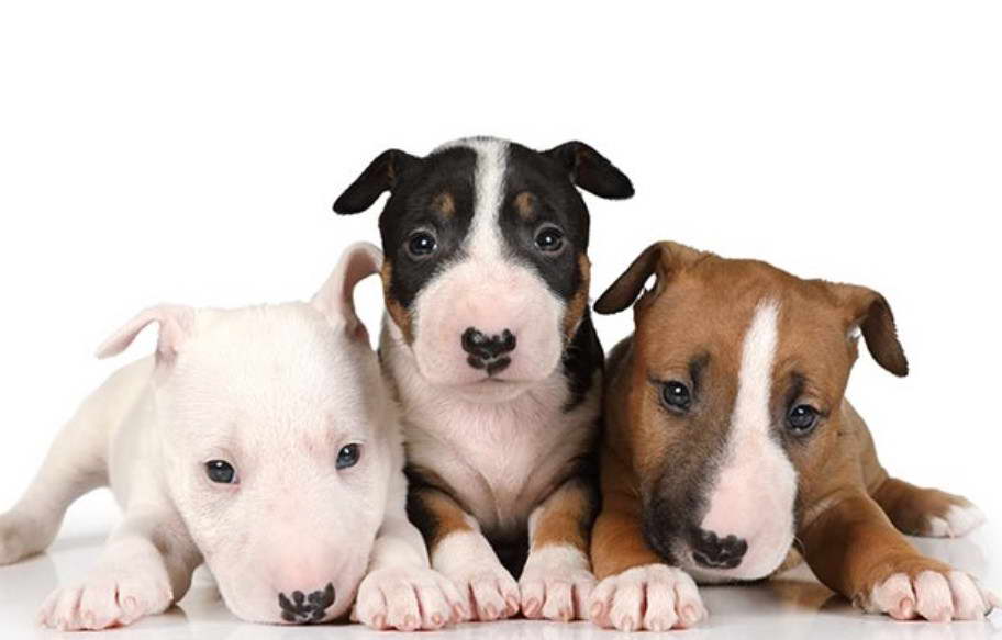 Mini Bull Terrier Puppies Oregon