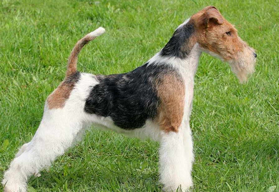 Mini Wire Fox Terrier