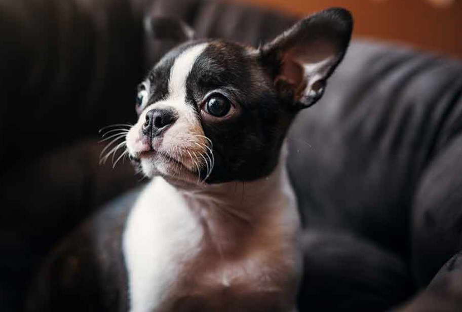 Miniature Boston Terrier Puppies