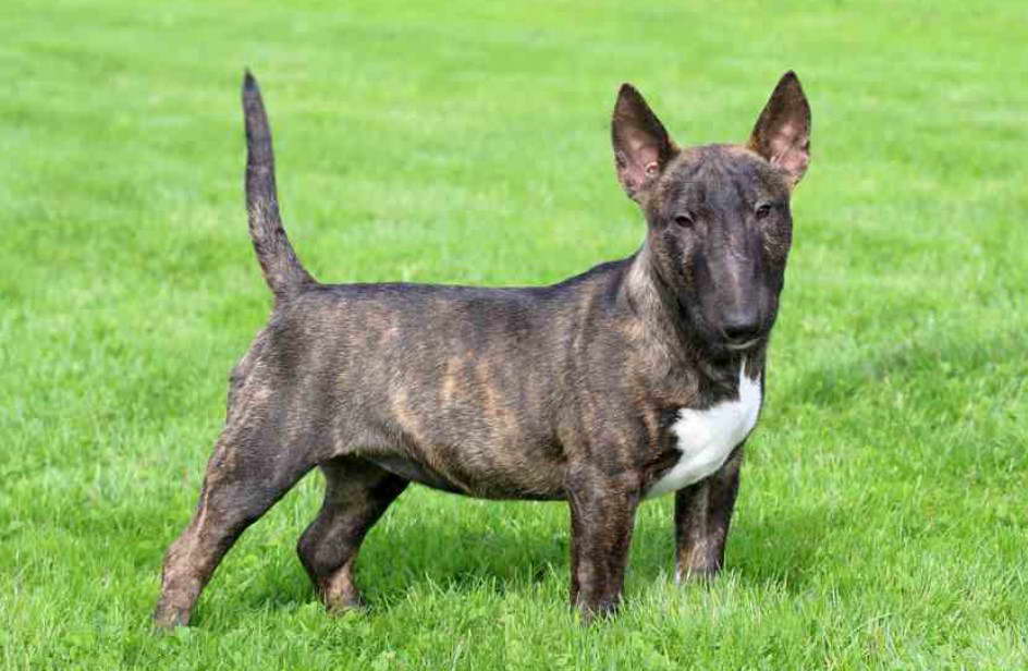 Miniature Bull Terrier Colors