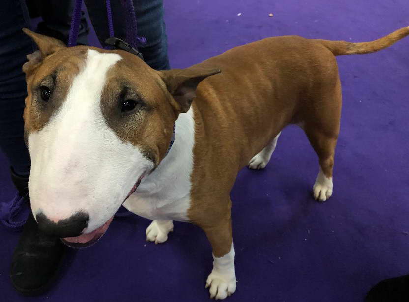 Miniature Bull Terrier Las Vegas