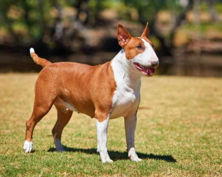 Miniature Bull Terrier Puppies For Sale In Washington State