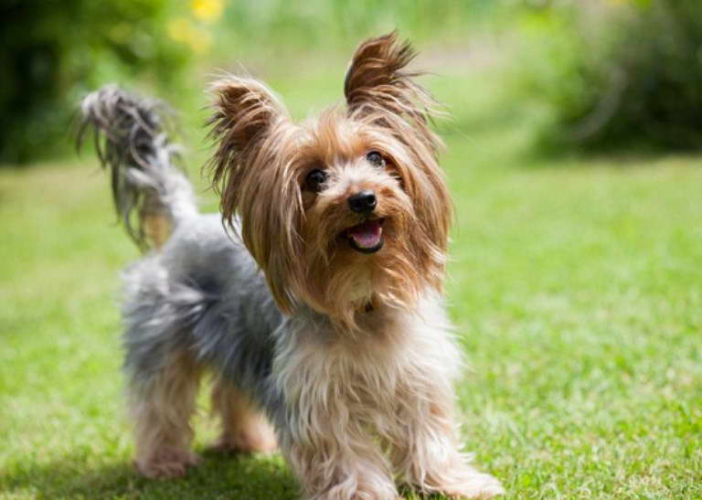 Miniature Yorkshire Terrier For Sale Scotland