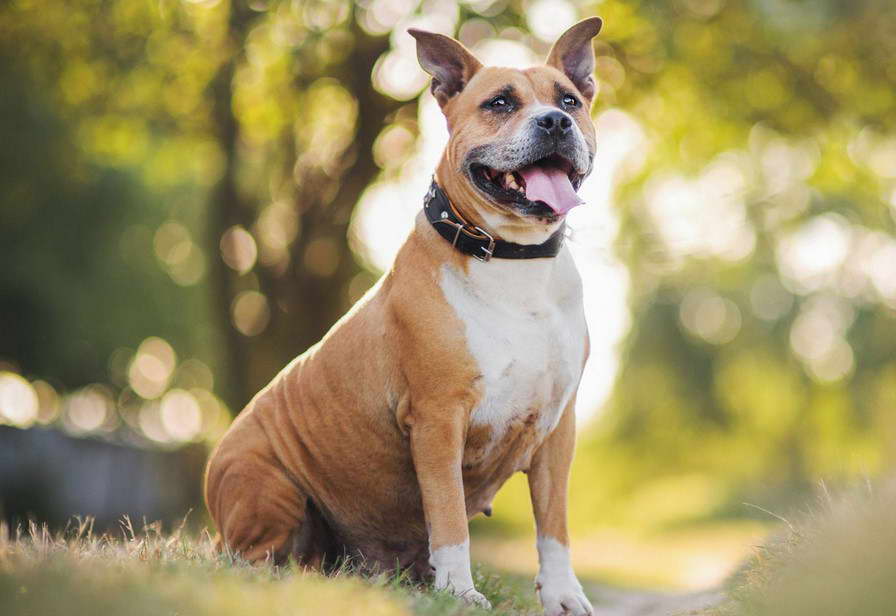 National Dog Show American Staffordshire Terrier