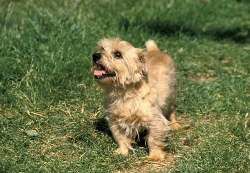 Norfolk Terrier Colors Black & Tan