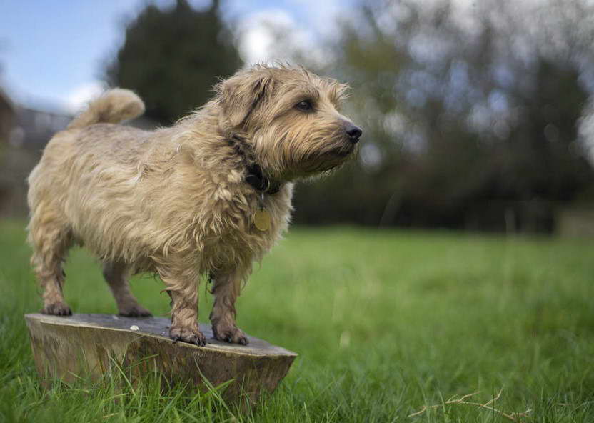 Norfolk Terrier Corgi Mix