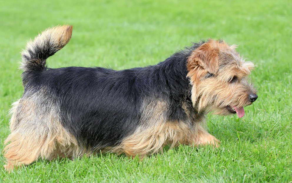 Norfolk Terrier Health Problems