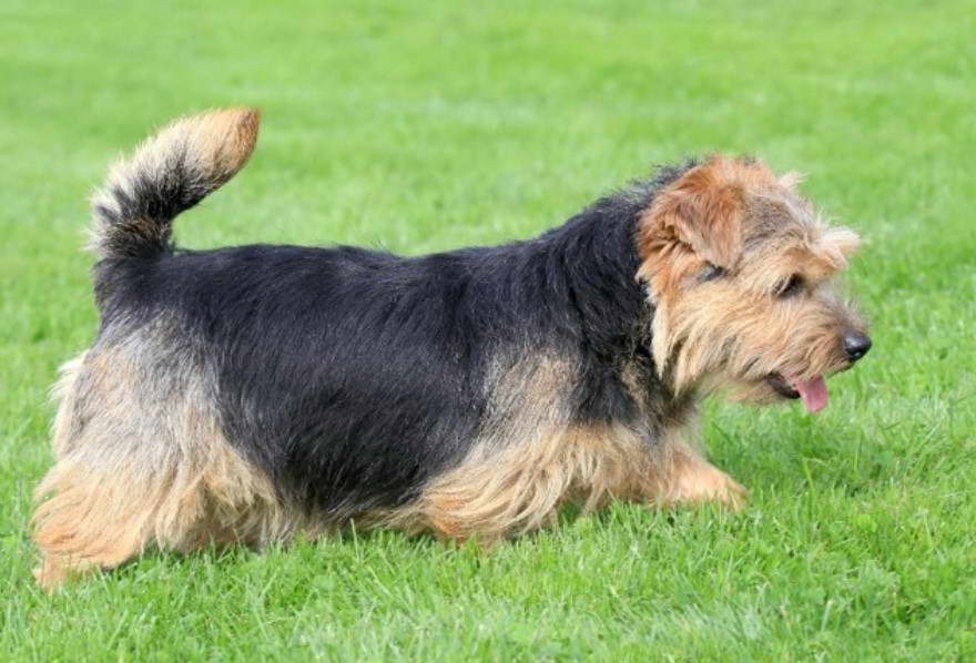 Norfolk Terrier Puppies Uk