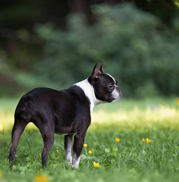 Northwest Boston Terrier Rescue