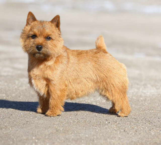 Norwich Terrier Calgary