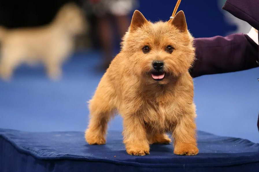 Norwich Terrier Dog Show