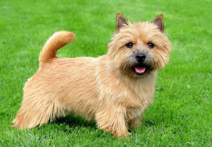 Norwich Terrier Dogs 101