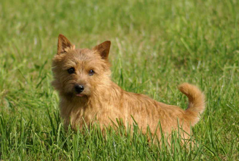 Norwich Terrier Kansas City