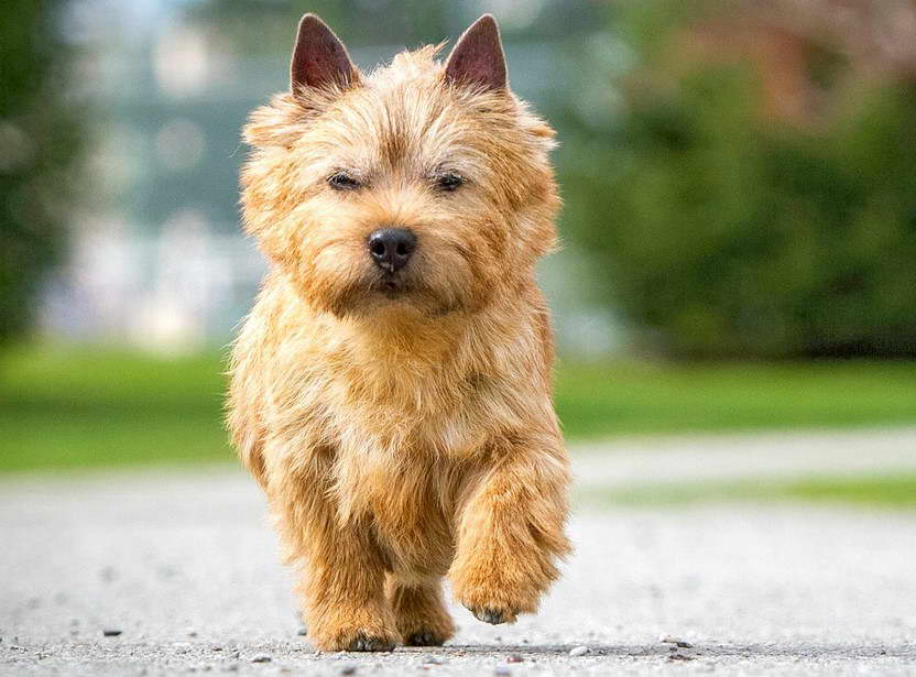 Norwich Terrier Pictures