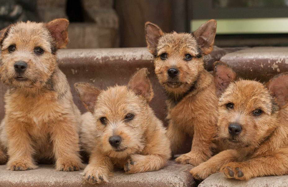 Norwich Terrier Puppies For Sale In Maryland