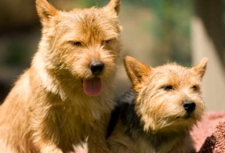 Norwich Terrier Rescue California