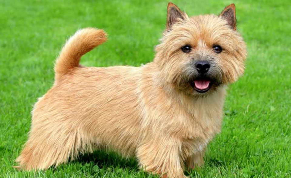 Norwich Vs Norfolk Terrier