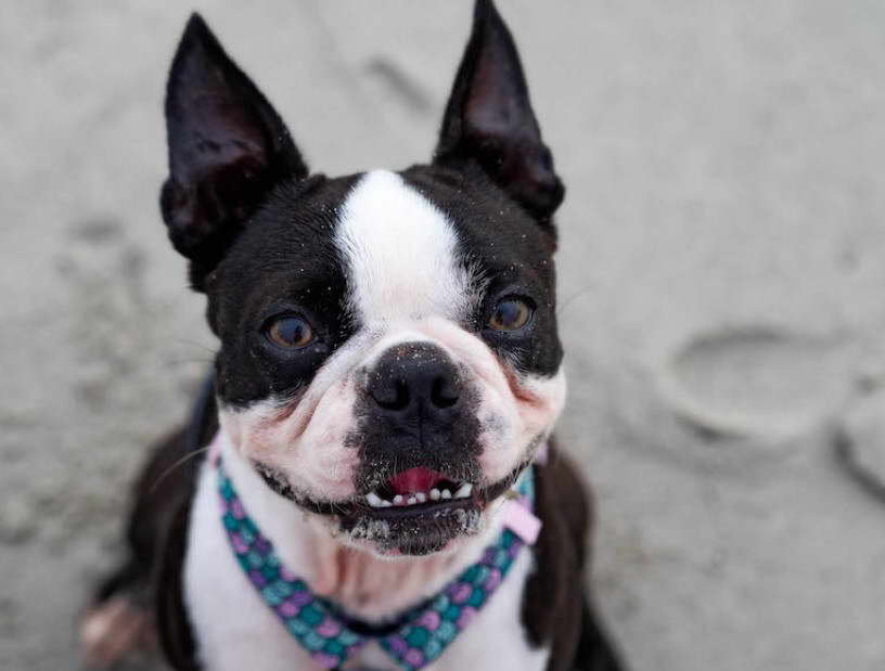 Our Generation Boston Terrier Pup